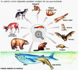 Evolução dos Seres Vivos