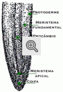 Meristema apical radicular (Allium)